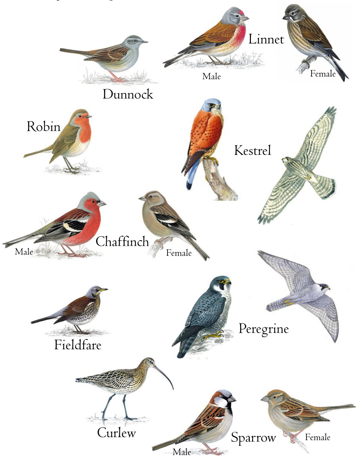 Woodend Bird Spotting