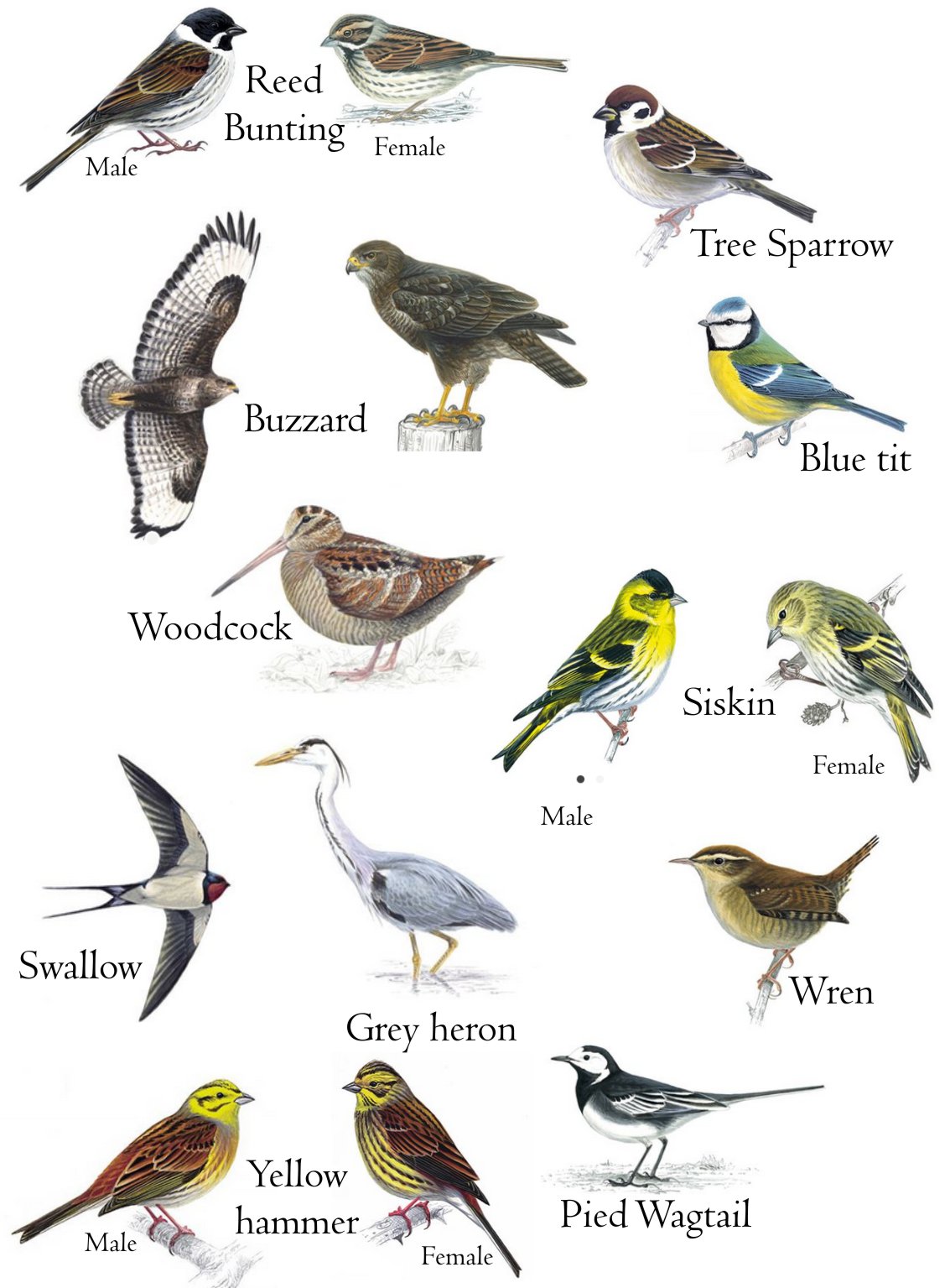 Woodend Bird Spotting